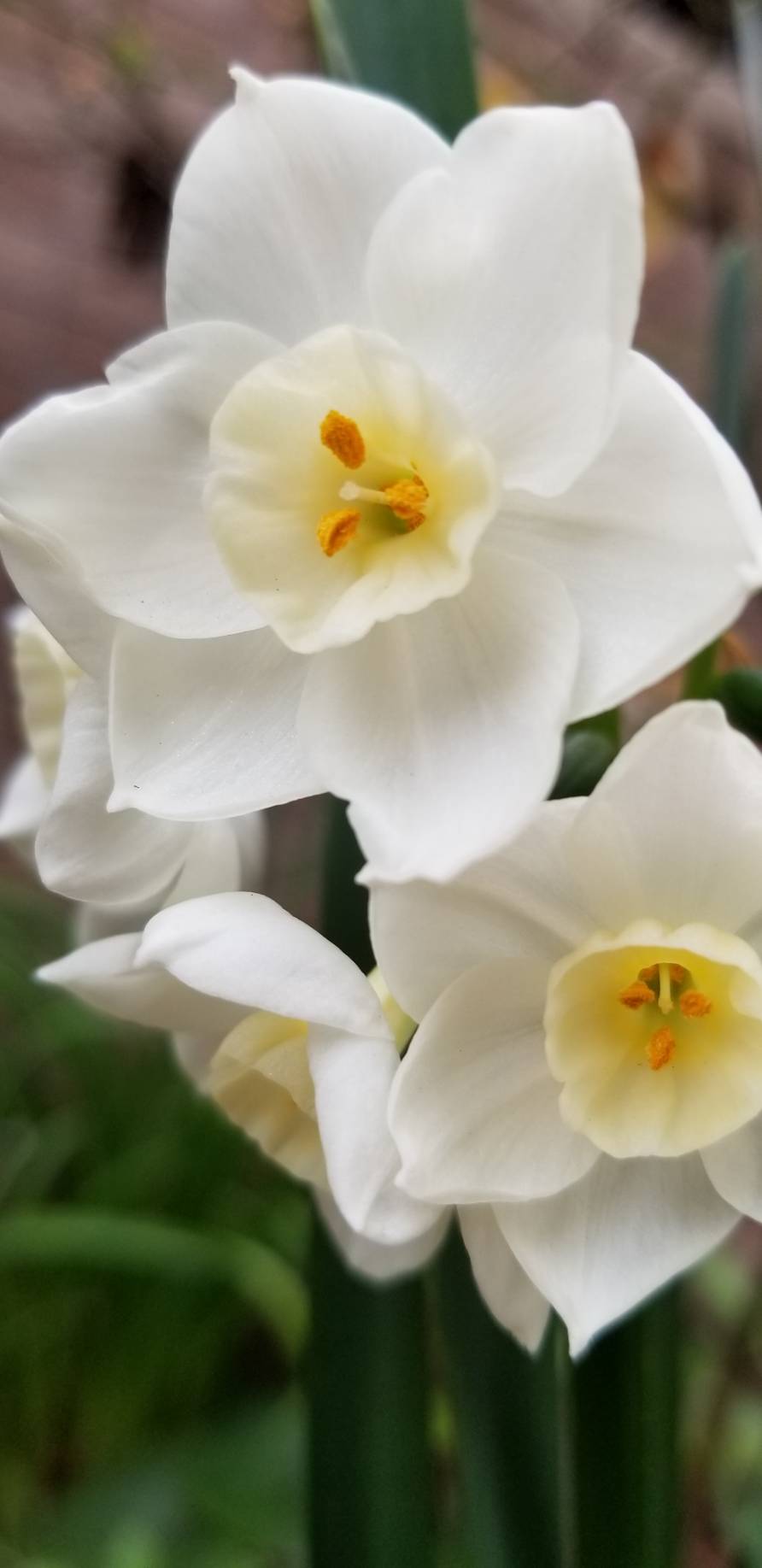 Narcissustazettal Twitter Search Twitter