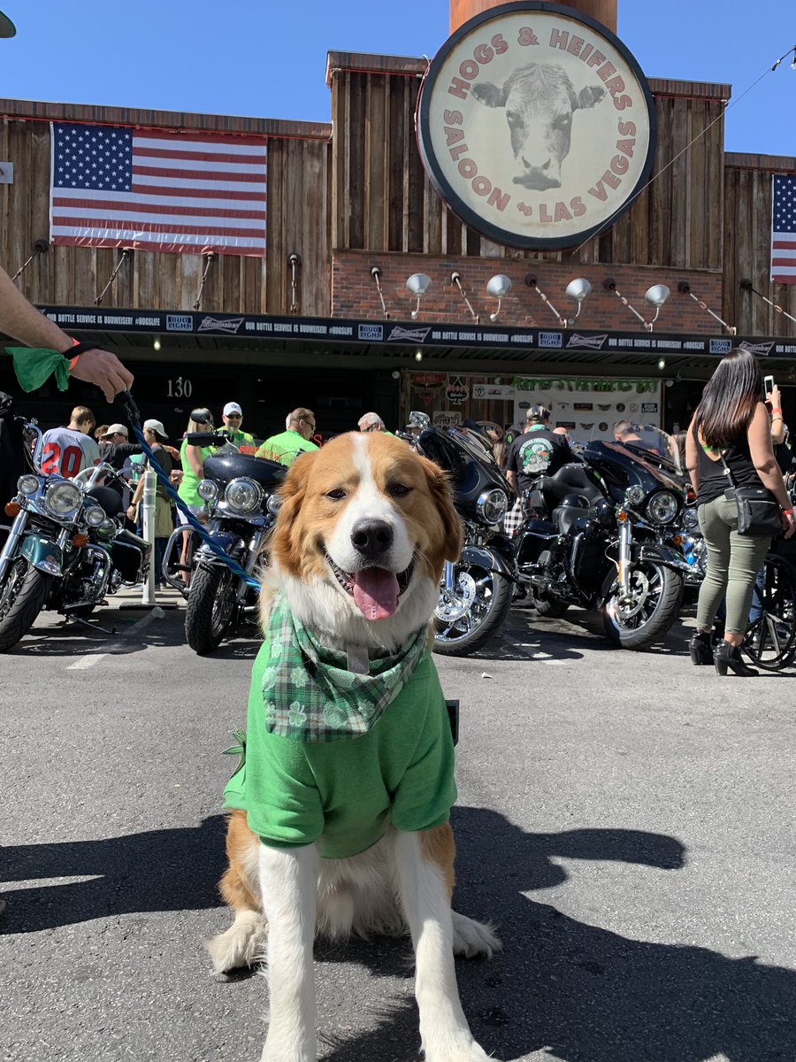 nashvegasthepup's tweet photo. It was a fun St. Patrick's Day weekend down at @lakelasvegas & @hogsandheiferssaloon_usa & watching the @vegasgoldenknights win! Do it again tonight! #beatthesharks #stpatricksday #vgk #vgkdog #goknightsgo #dogsoflasvegas #cityofhenderson #vegasgoldenknights #nashvegasthepup https://t.co/CukDq9fMvu