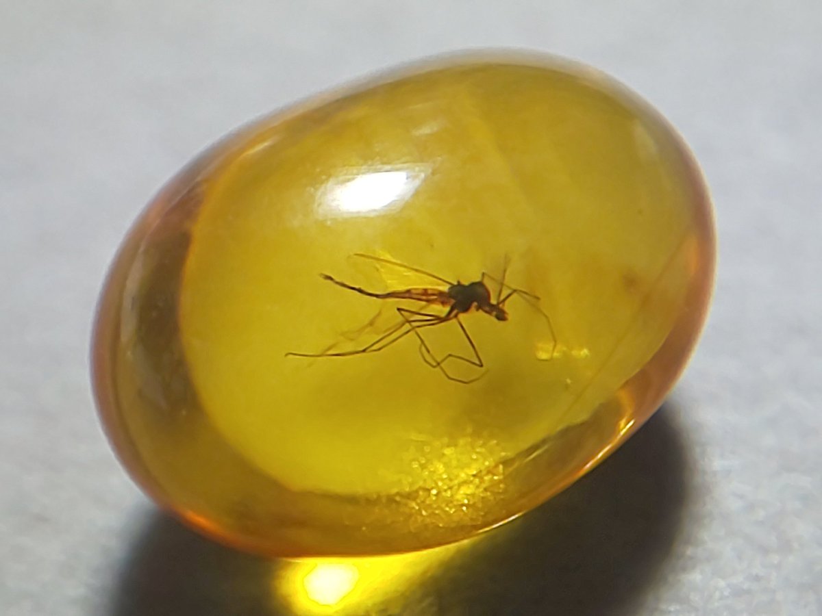 大粒　天然虫入り琥珀　アンバー　夏休み　自由研究　化石　恐竜 大粒 天然虫入り琥珀 アンバー 夏休み 自由研究 化石 恐竜