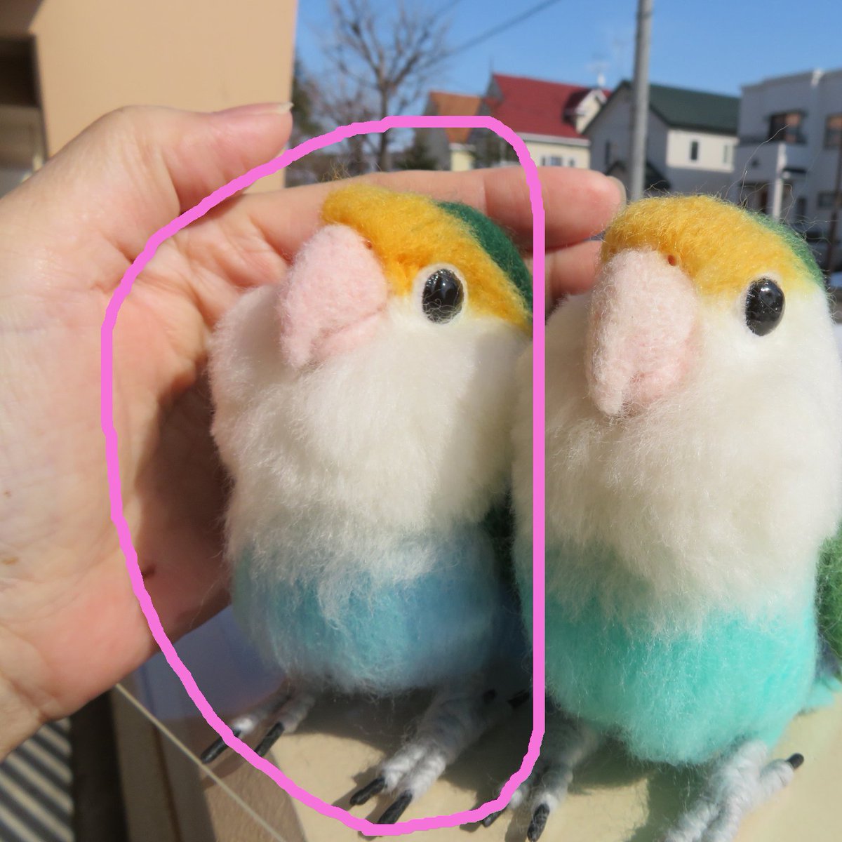 Abigail Mit Freude 制作者 در توییتر 今月の Etsy はコザクラインコを販売しています 左のお腹がブルーのコです 右はお迎え済み コザクラインコ ダークシーグリーン Darkseagreenviolet Whitemasked Whitefaced ホワイトフェイス World Wide Shipping