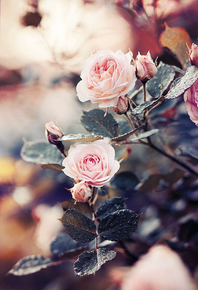 bestwalpaper's tweet photo. Just-only-Thes - https://t.co/cCXv6XGEZc https://t.co/Blq55aC676