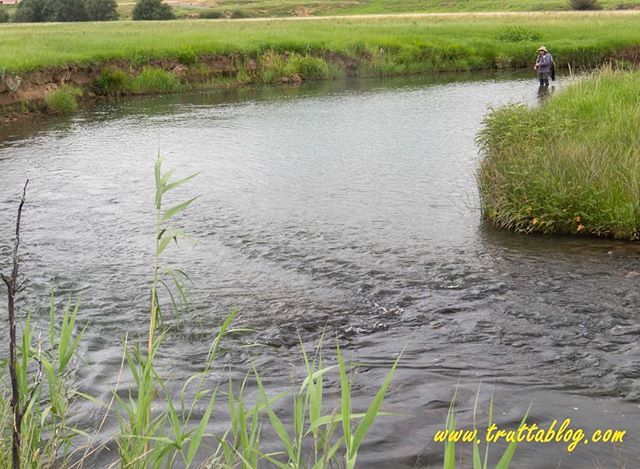 Truttablog's tweet photo. Healthy flows on the Bushmans. #troutstreams #flyfishing #SouthAfrica #trout #nffc #giantscastle https://t.co/Iumpwq6ilc https://t.co/n9sj60wucd