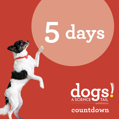 casciencecenter's tweet photo. 🐶 Only 5 DAYS until the official opening of our special exhibition Dogs! A Science Tail! 🐾 Sniff out the science behind our puppy love in this fun, hands-on exhibition for humans. Purchase tickets NOW at https://t.co/5b2Rs2KvGm #DogsAScienceTail #SniffOuttheScience https://t.co/wFdjVsXtrt