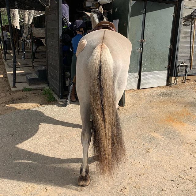 jchrisman's tweet photo. I wish my hair looked as full as his tail. #hairenvy #jealousofahorse #cutepony https://t.co/XsF6lvqEy0 https://t.co/Fmkg4u6zsO