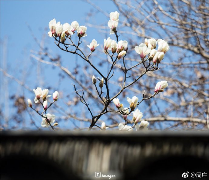 Kunshan_China's tweet image. Blooming magnolia flowers are seen at the Yuyan Hall, the main hall of the Hall of Zhang's Residence in Zhouzhuang water town as spring comes to city.