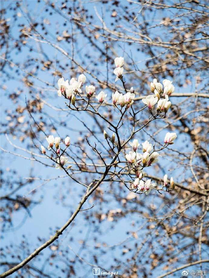Kunshan_China's tweet image. Blooming magnolia flowers are seen at the Yuyan Hall, the main hall of the Hall of Zhang's Residence in Zhouzhuang water town as spring comes to city.