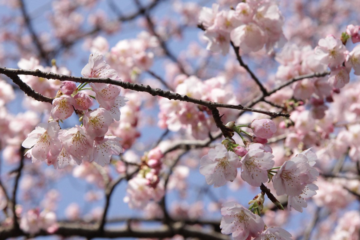 神代植物公園 ニュース Pa Twitter スタッフより 広報係 早咲きの桜 築山の 大寒桜 と芝生広場横の 河津桜 が満開になっています 調布市の桜の開花予想は3月下旬となっておりますが 一足早く桜をお楽しみ頂けます 19東京sakuraプロジェクト サクラ
