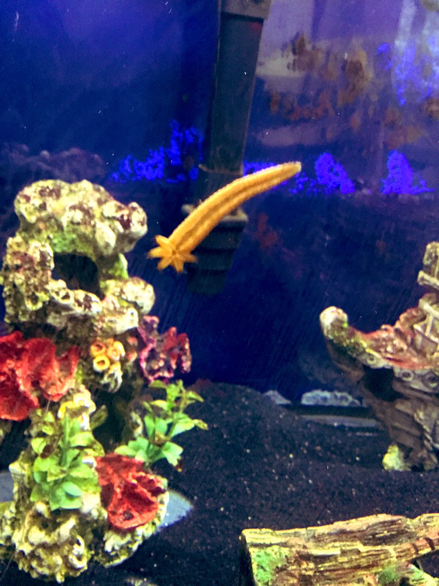 FoxVerdun's tweet photo. A StarFish🌟living with⚡️90% of his body eaten away, still wants to lives,regrows a💥NEW BODY! 😇(Holy Spirit)plus a rainbow of light&Garden. #1 of the highest rated disabled veterans in the world🌎still able to look good for a🤳your presents LORD. https://t.co/lH4bfgdDpY via https://t.co/nWpPfdgPp1