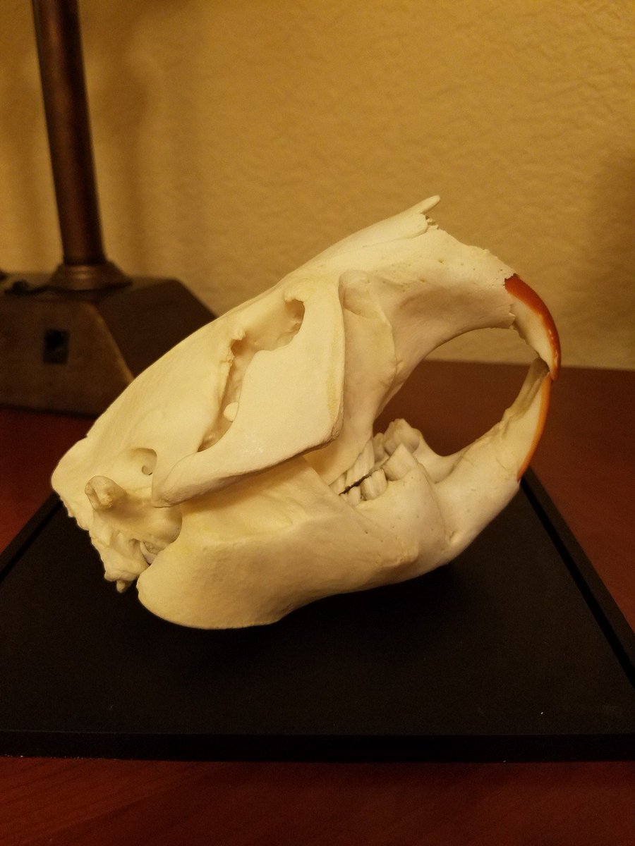 kaeliemc's tweet photo. Beaver skull from @SkeletonMuseum in Orlando! #skeletoncrew https://t.co/dN5Ukzj6vE