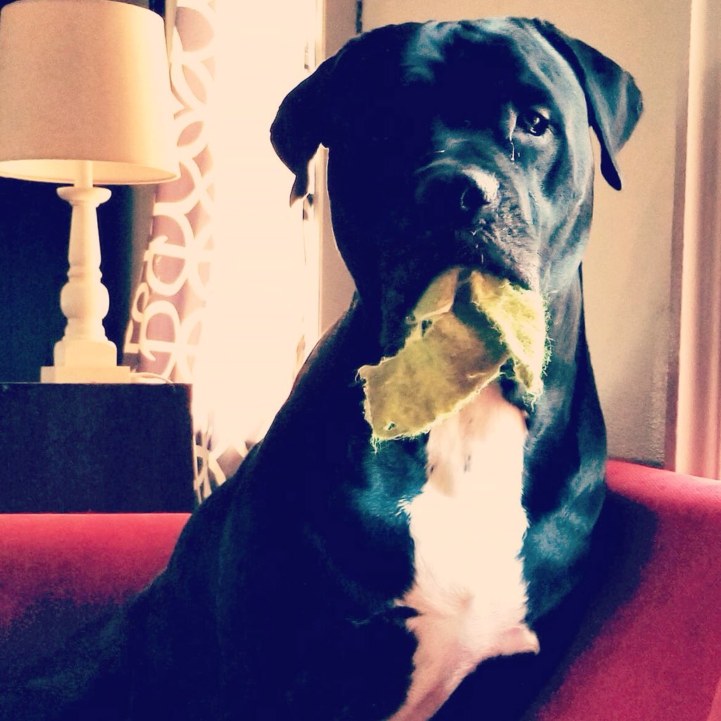 mycanecorso's tweet photo. * Barbara Waters #mycanecorso #tcccoa #canecorso #canecorsoclubofamerica #canecorsocool #italianmastiff #corsolover #canecorsofamily #corsolife https://t.co/CteulFl7K4