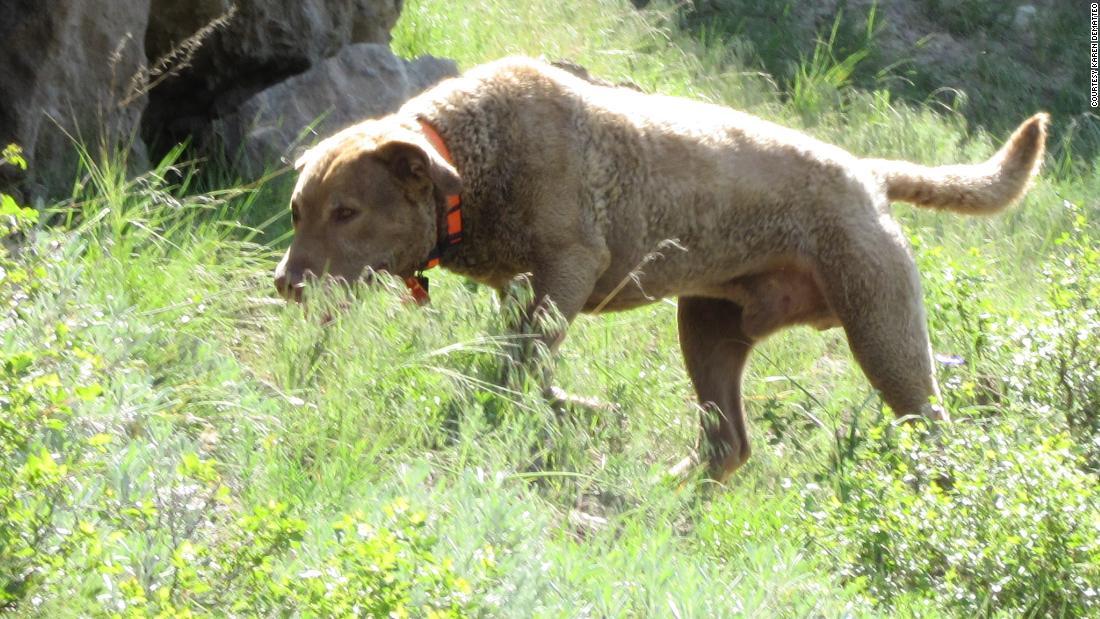 What Is My Dog Sniffing For Before He Poops