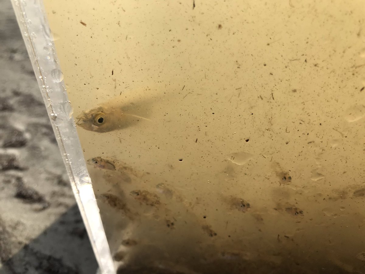 John Faison tweet media