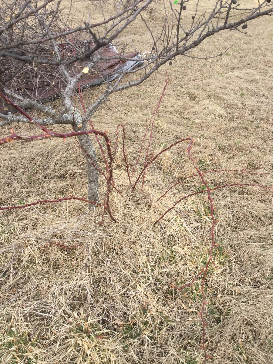 sawyerstradgard's tweet image. I really despise Rosa muliflora. This one reminded me of the Cracken. Makes pruning even LESS fun. I may have new scars. #thorns #beachplum #springpruning #FarmHer