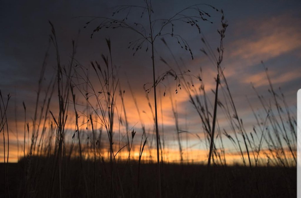 PlatteBasin's tweet photo. "A sunrise reveals the great diversity of grasses that are the make-up of tallgrass prairies."
Photo and caption by @dakotaltman
#plattebasintimelapse #protectprairie #Nebraska #conservation #diversity #Nebraskaprairie https://t.co/BFI8DjXwBo
