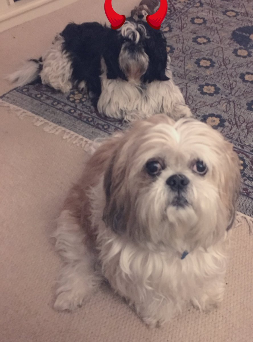 Flash the Shih Tzu tweet media