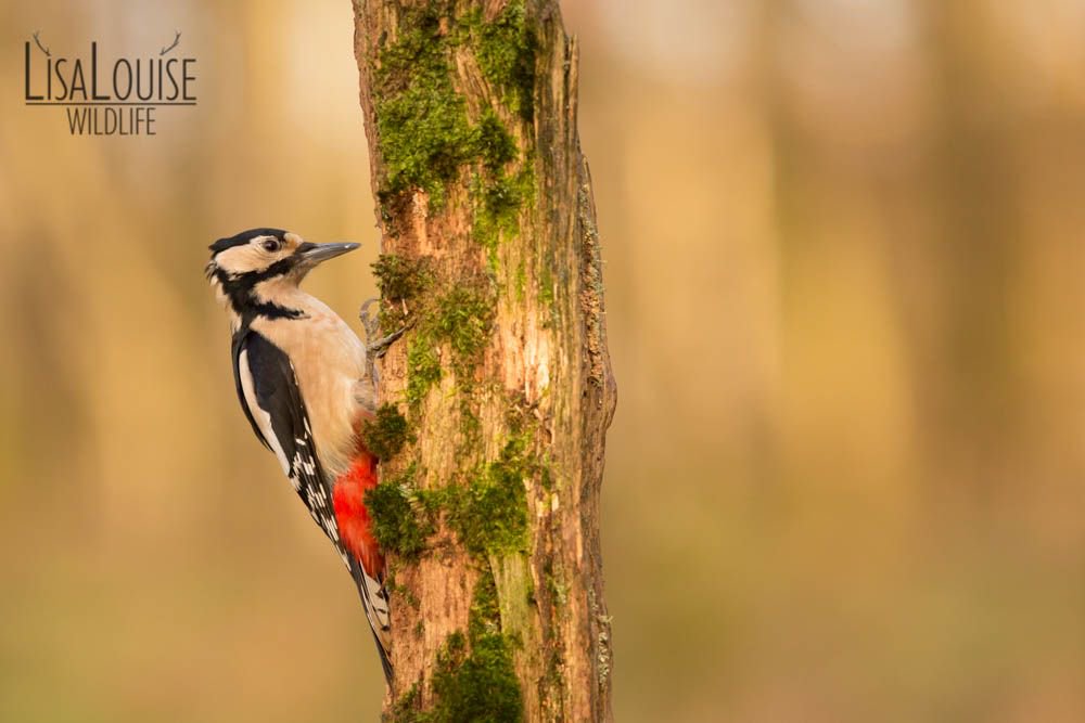 LisaLouiseG's tweet photo. Great spotted woodpecker -  lowlight with vegitation behinid (Dendrocopos major) https://t.co/xRXh9nviXN