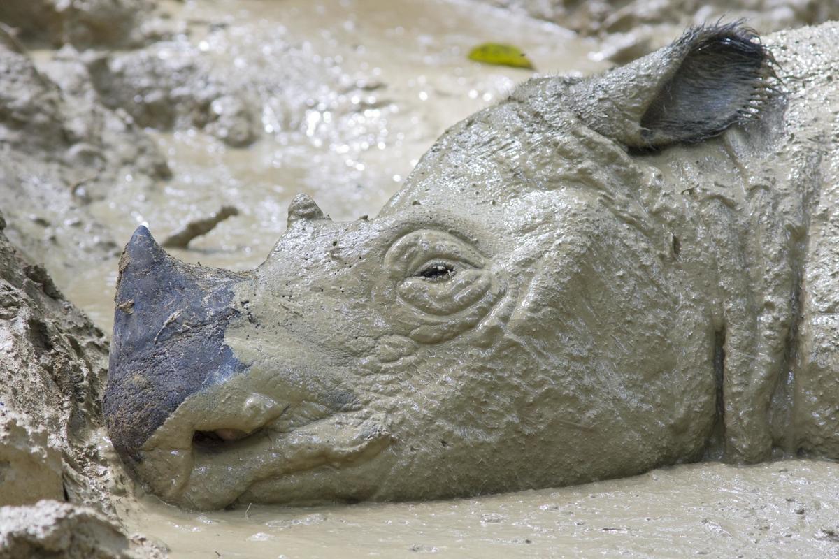 #NationalNappingDay - UR doing it right #sumatranrhino