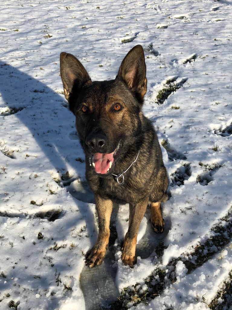VancouverPD's tweet photo. We're excited to introduce our newest 4-legged recruits!

Meet PSD Blitz (left) &amp; PSD Odin (right). These two fine fellows are excited to be joining @VPDCanine to help keep #Vancouver safe!

Thank you to @VanPoliceFnd for making the "hiring" of Blitz &amp; Odin possible. ;) #VPD https://t.co/GKfxdx6epw