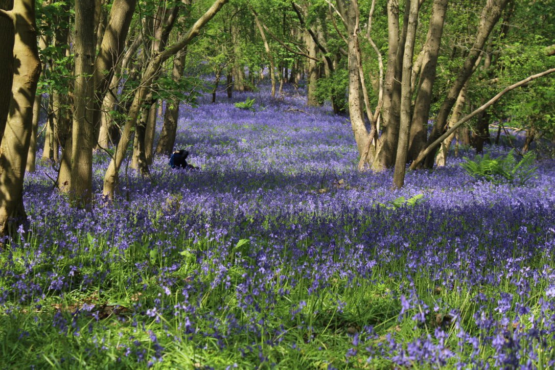 EcoWildCIC's tweet photo. Spring is in the air! Read more about all our sessions coming up this Spring - https://t.co/ehzNiZQgAt https://t.co/IuOwrdwrd7