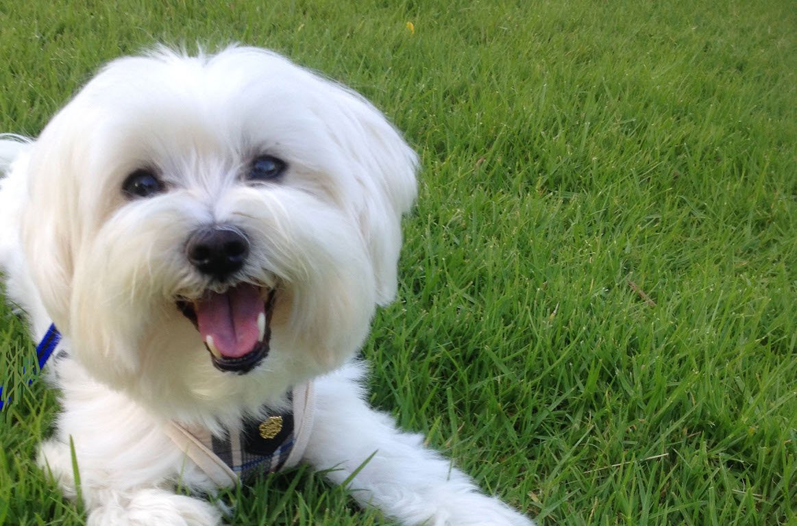 HAPPY Animals! 
Tweet us a pic of your favorite HAPPY Animal - Do you have a pet that brings you happiness? Know of an animal that seems to be the epitome of happiness? We want to see your HAPPY photos 😀