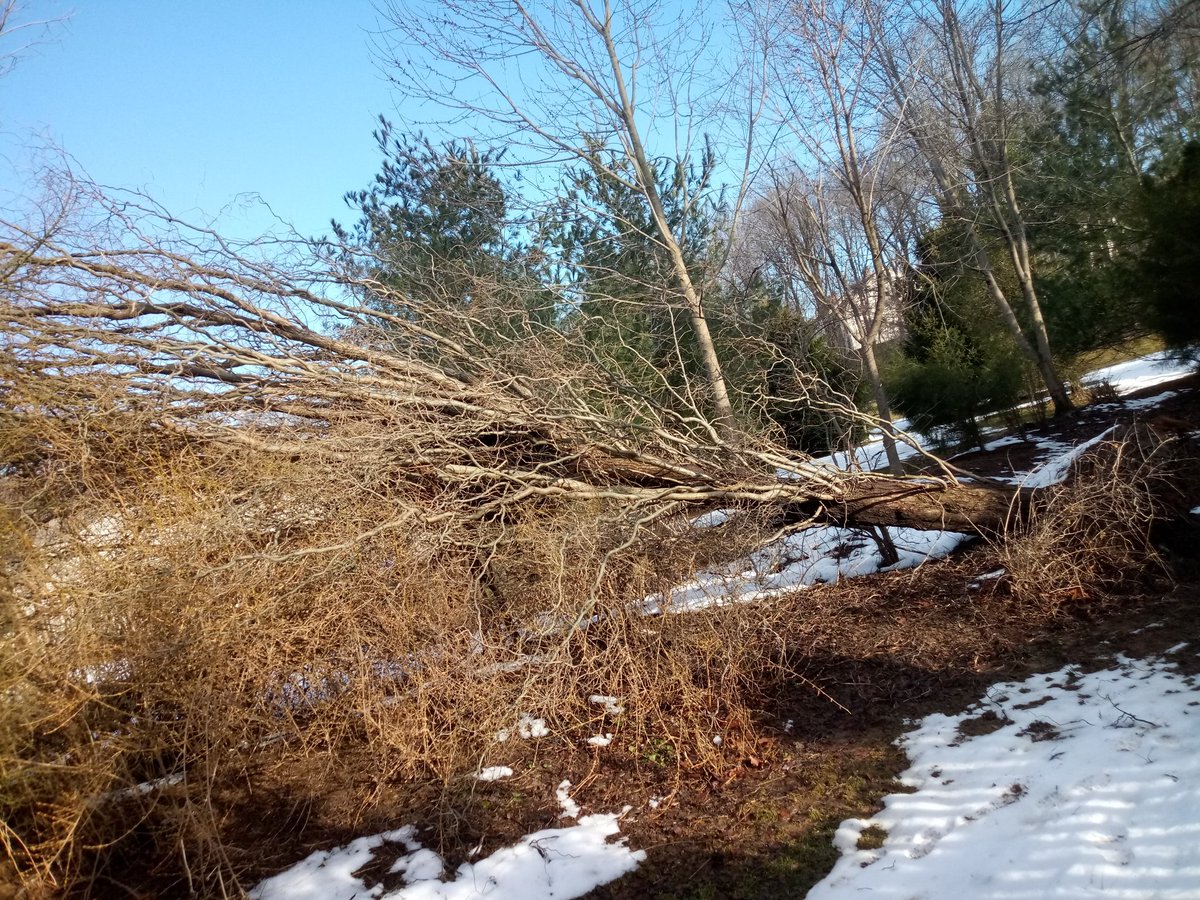 torontotreesgta's tweet image. RT  RT  RT  Curly Willow Tree from Winter Storm Damages 2019 Weighed 2800lbs Im new to this #Arborists #Pa #TreeRemova…
