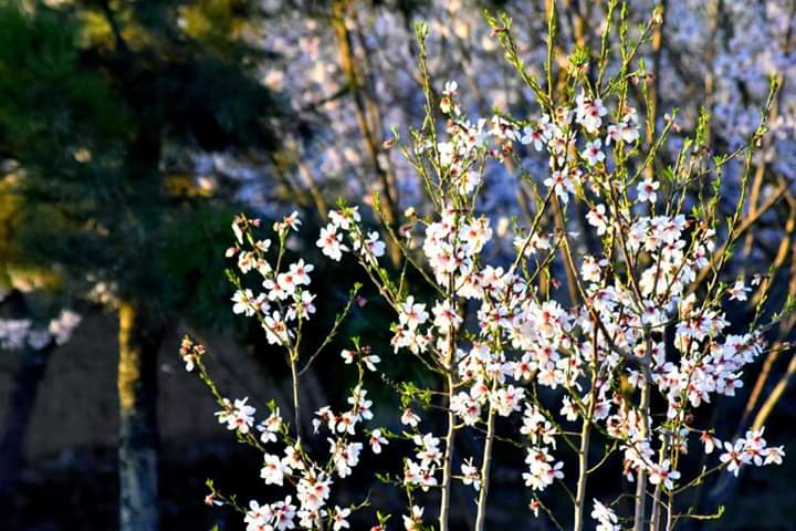 feda_najafi's tweet photo. با پیرهن گل انار آمده است
با مخمل سبز سبزه‌زار آمده است
برخیز هوای نم نم نوروزی ست
وا کن در خانه را بهار آمده است
نگاره هایی زیبا و بشارت #بهار دل افروز در سرزمین #خداوندگار_بلخ حضرت مولانا جلاالدین محمد بلخی
 #بلخ_باستان #افغانستان
#Balakh #Afghanistan https://t.co/6remJffNXo