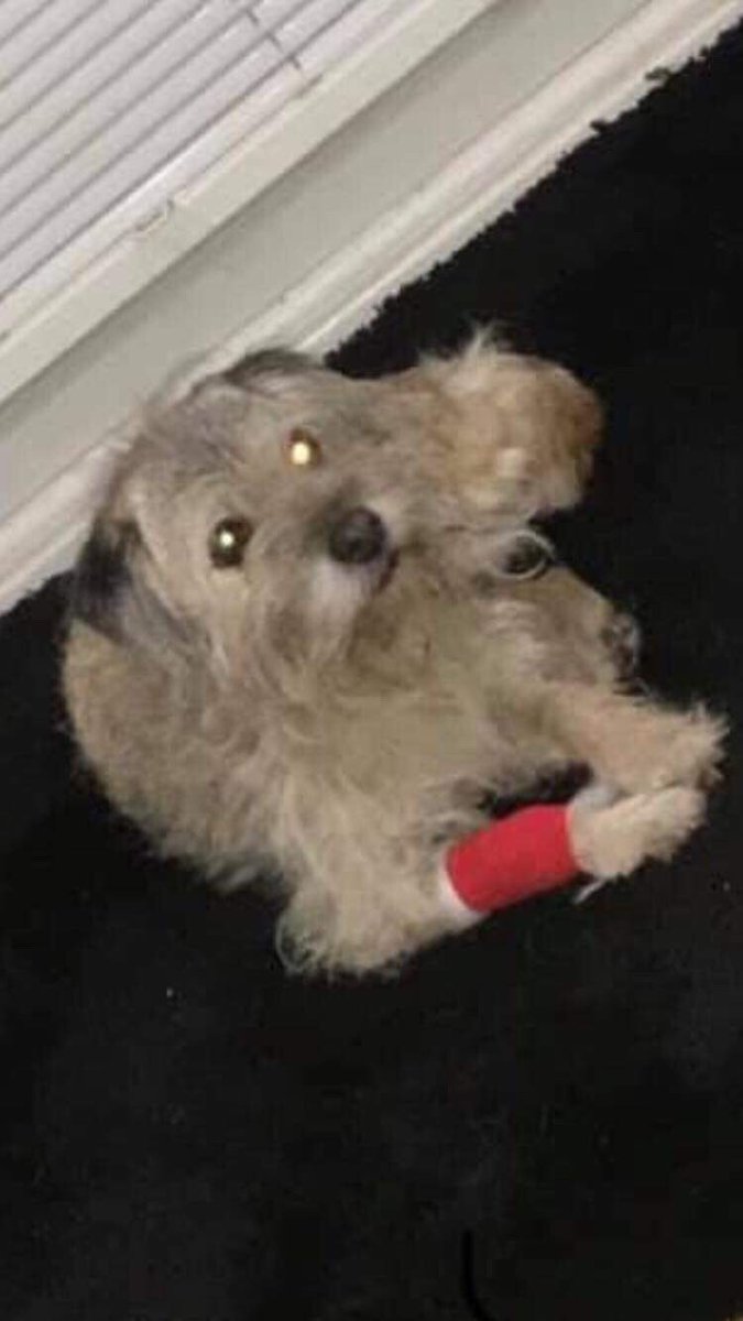 rosiedoc666's tweet image. SIMBA #missing from the #Acklam area of #Middlesbrough 
❗️❗️LOCALS PLS PLS CAN YOU LOOKOUT FOR ELDERLY SIMBA❗️❗️she's a proper home bird &amp;amp; wouldn't normally wander 😞10/3/19 it's just not like her