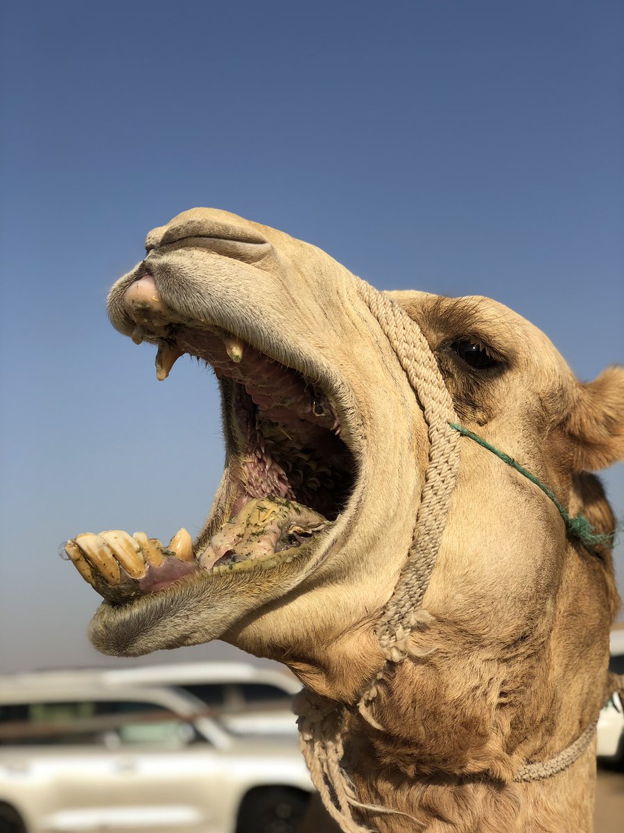philippburgerfw's tweet photo. Frei.Wiiiiiiiiiiiiiiiild !😂
Abu Dhabi hat grad angerufen, ich soll sofort runter fliegen und das abstellen. Ich glaube es schreit noch immer...habs ihm kamelheimlich beigebracht😂 https://t.co/7HvkNSE4VV