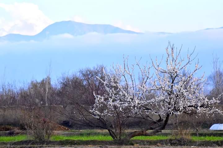 afghanistan1919's tweet photo. با پیرهن گل انار آمده است
با مخمل سبز سبزه‌زار آمده است
برخیز هوای نم نم نوروزی ست
وا کن در خانه را بهار آمده است
نگاره هایی زیبا و بشارت #بهار دل افروز در سرزمین #خداوندگار_بلخ حضرت مولانا جلاالدین محمد بلخی
 #بلخ_باستان #افغانستان
#Balakh #Afghanistan https://t.co/rNER6HDOLb