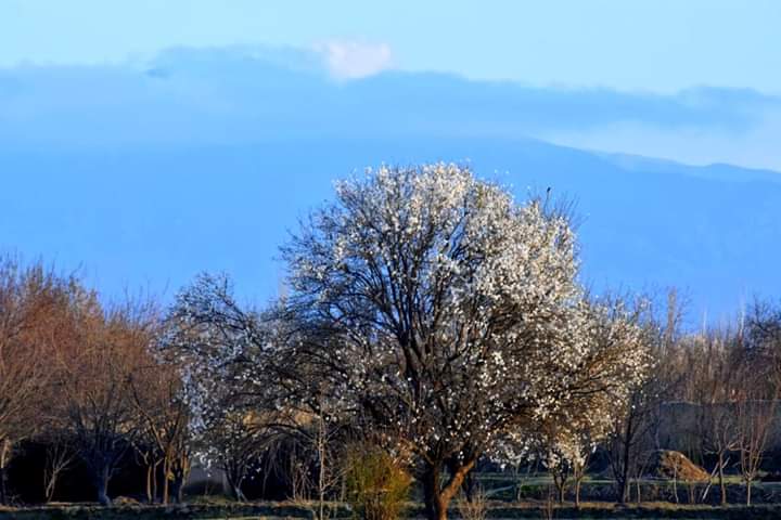 afghanistan1919's tweet photo. با پیرهن گل انار آمده است
با مخمل سبز سبزه‌زار آمده است
برخیز هوای نم نم نوروزی ست
وا کن در خانه را بهار آمده است
نگاره هایی زیبا و بشارت #بهار دل افروز در سرزمین #خداوندگار_بلخ حضرت مولانا جلاالدین محمد بلخی
 #بلخ_باستان #افغانستان
#Balakh #Afghanistan https://t.co/rNER6HDOLb