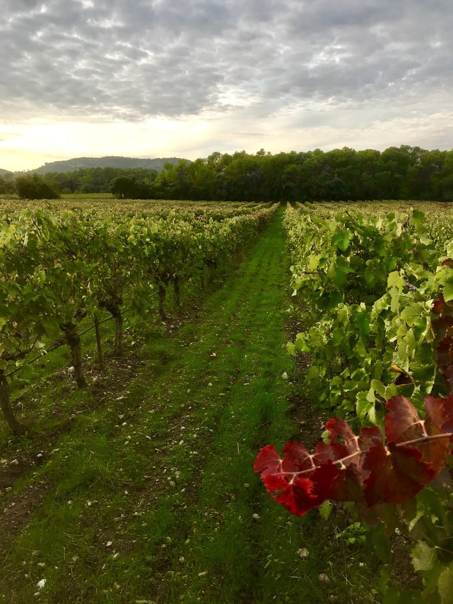 DeFavas's tweet photo. Une petite présentation s’impose ! Nous sommes deux frères associés  Geoffrey et Samuel Masse à Saint Bauzille de Mnt. Nous avons converti 100% du vignoble à l’Agriculture Biologique en 2018 et nous avons vinifié pour la première fois notre propre 🍷. @vigneronindep @JeunesAgri https://t.co/0KRWVwYksN