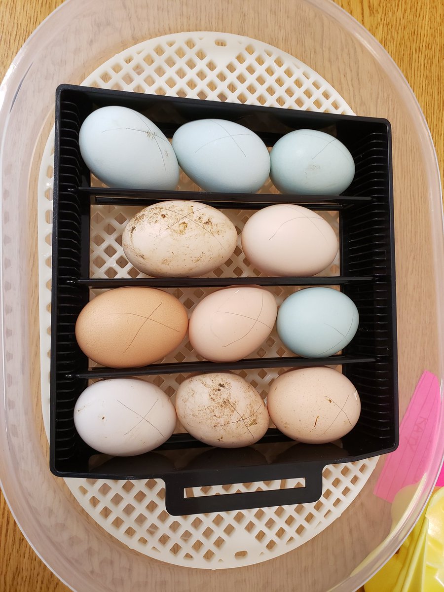 Christineiwood's tweet photo. Thank you @pecanhillranch 🐣 #21days 
#hopewearegoodchickenparents #lifecyclelesson https://t.co/IgtQ4i2Kvm