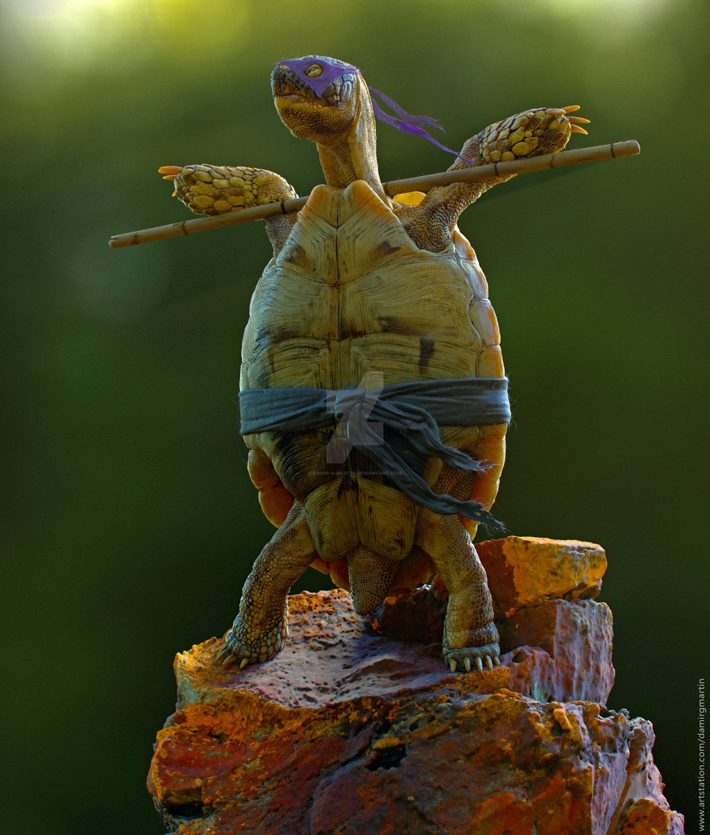 DeviantArt's tweet photo. Go ninja, go ninja, go!

“The Real Ninja Turtle, Err, Tortoise” by @DamirGMartin: https://t.co/4Q87nZ2cXW 
#TMNT #NinjaTurtle #ZBrush https://t.co/LJ6XdLqWKf