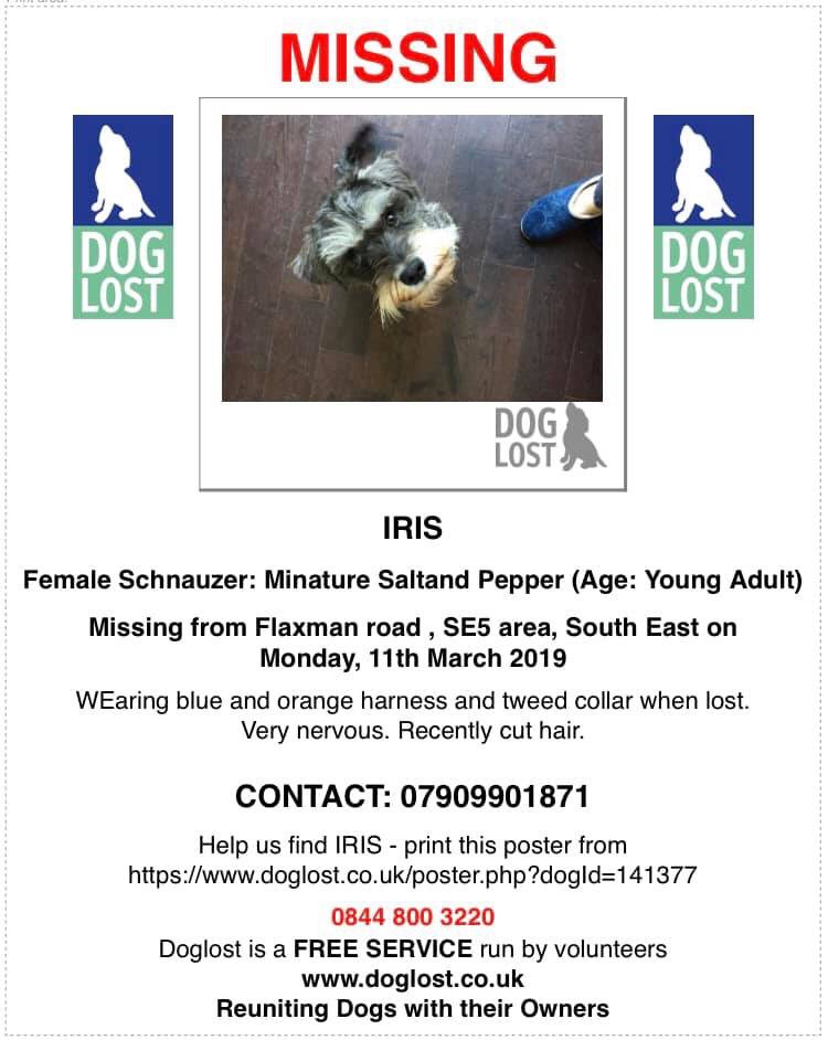 LisaLisaw1's tweet photo. #FINDIRIS #MINIATURESCHNAUZER #MISSING IN #STRANGE AREA
Flaxman Road #London SE5 #CheckThatChip #SchnauzerGang
https://t.co/vc4ge49CcY https://t.co/YEQzWiHTS8