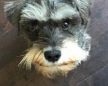 LisaLisaw1's tweet photo. #FINDIRIS #MINIATURESCHNAUZER #MISSING IN #STRANGE AREA
Flaxman Road #London SE5 #CheckThatChip #SchnauzerGang
https://t.co/vc4ge49CcY https://t.co/YEQzWiHTS8