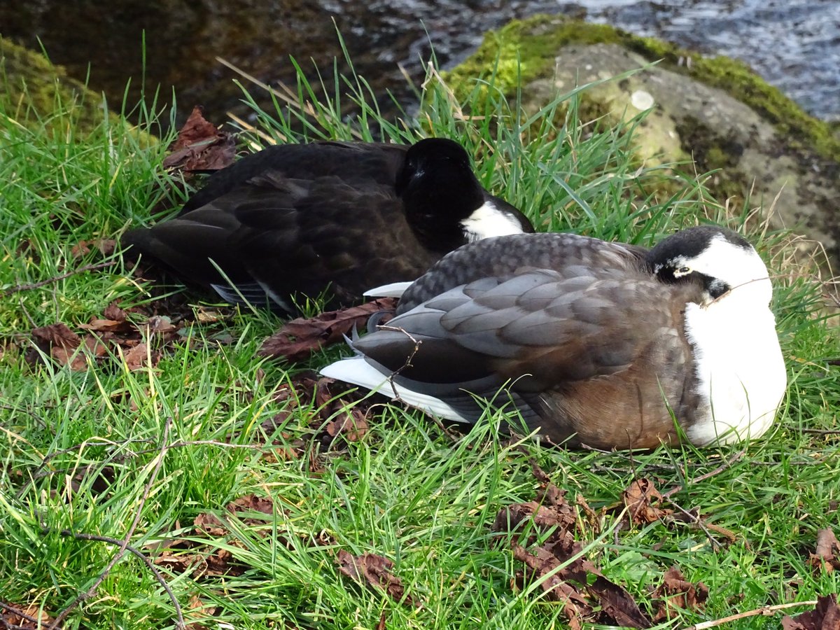 Happy National Napping Day ! 😴 Spotted these two  catching 40 winks on the river bank at West Burton
#YorkshireDales #NationalNappingDay