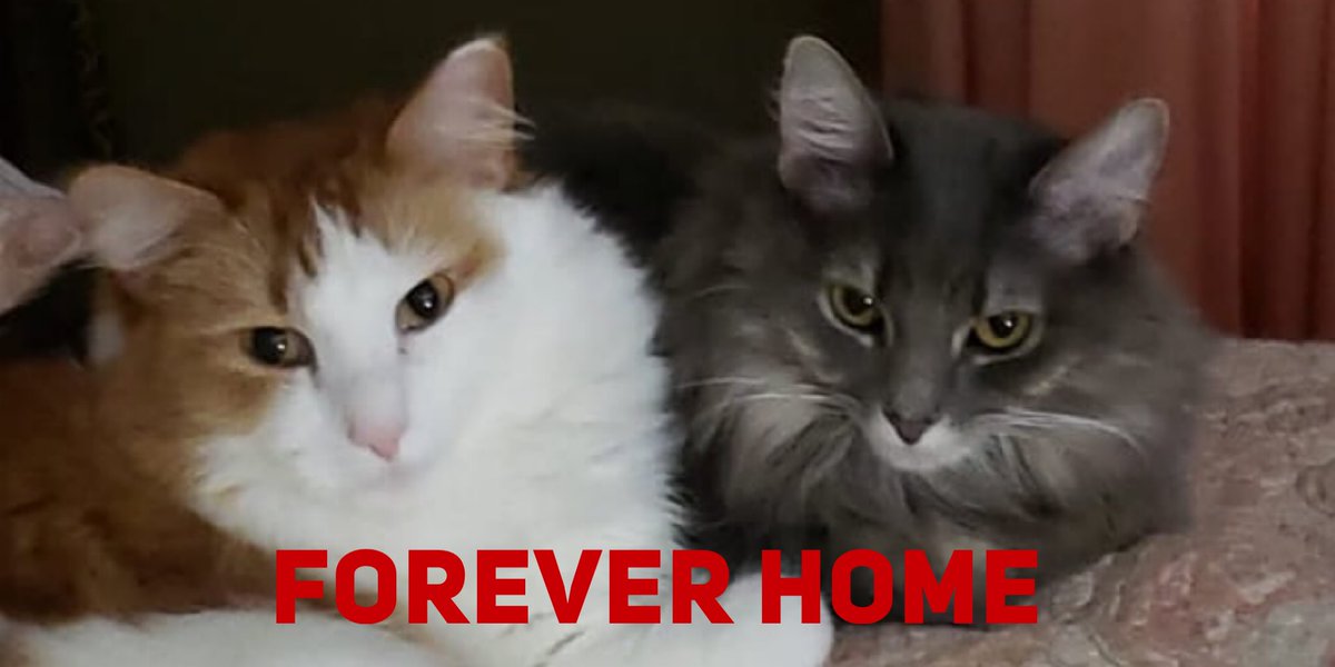 Cozy Cat Cottage tweet media