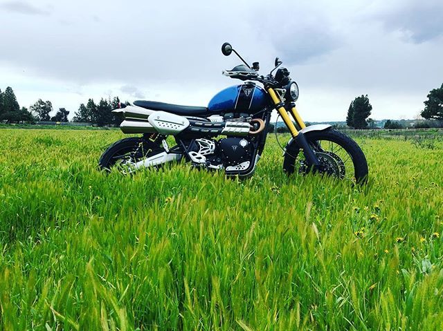 Lunch Scrambles... @officialtriumph Scrambler 1200XE #urbanscrambler