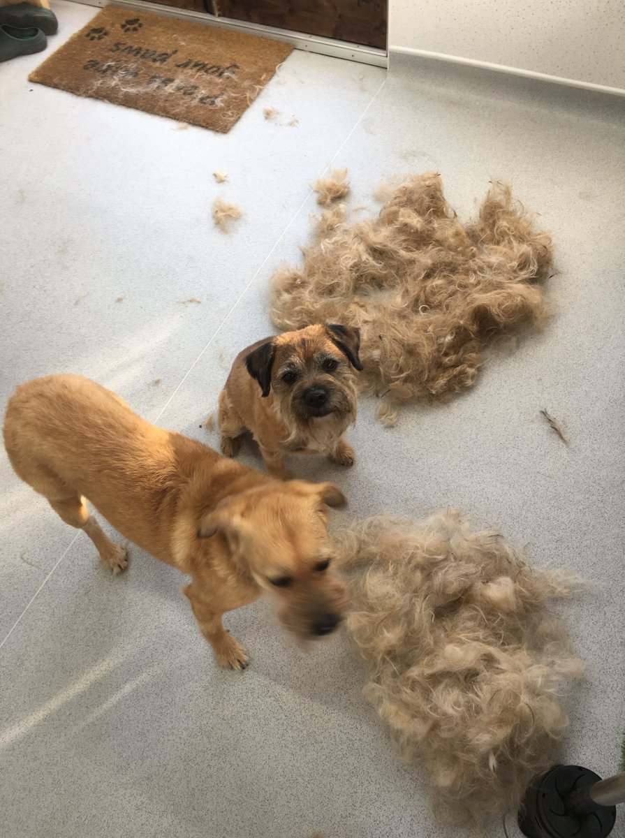 Alan and Bea have been to the groomers ❤️ #btposse