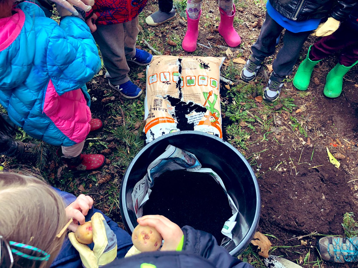 SamanthaPostle's tweet photo. We planted potatoes today! 🥔 https://t.co/jpZiqSc8Oc