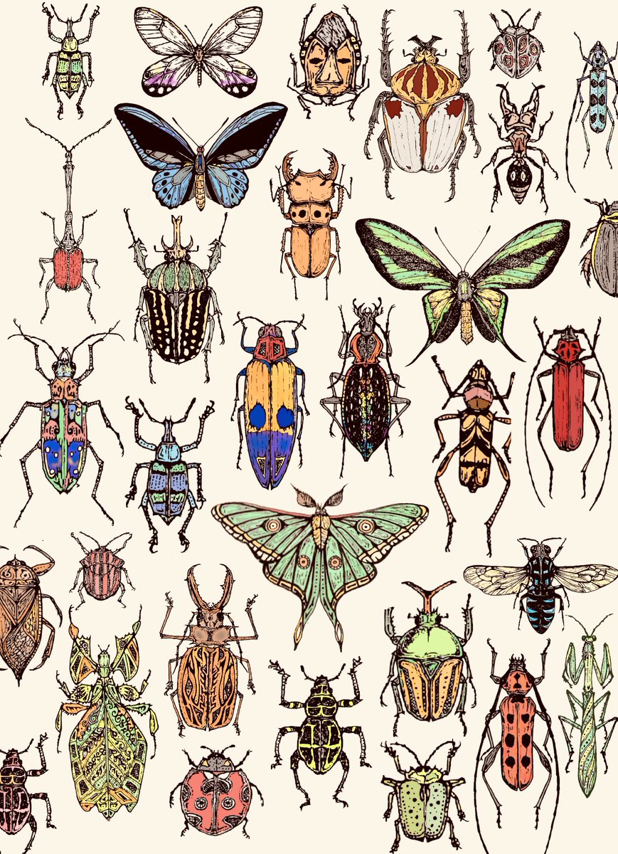 Chami Earth 生き物の魅力を伝えるクリエイター 中々良い感じです 何がこのデザインで試作品を作ってみます 昆虫 昆虫標本 昆虫すごいぜ ハンドメイド 雑貨屋 手書き イラスト アート 博物 博物館 Insectcollection 雑貨 Handmade T