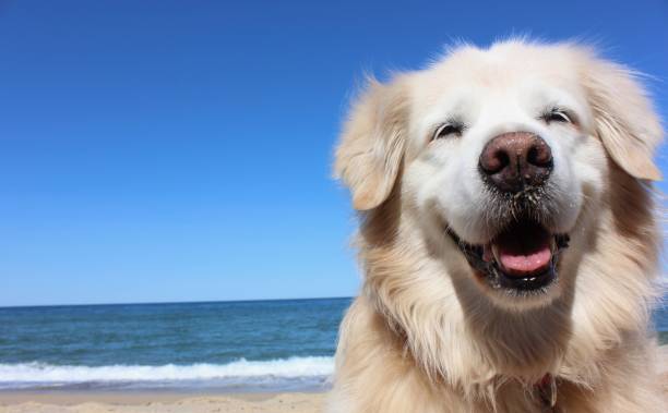 Perros_Online's tweet photo. #perros https://t.co/XogdHwS7qu