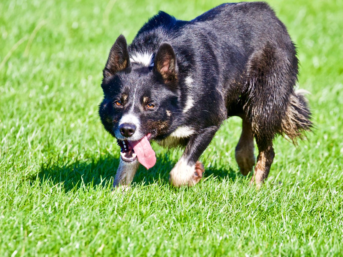 armadalefarm's tweet image. The look of concentration. 🐾