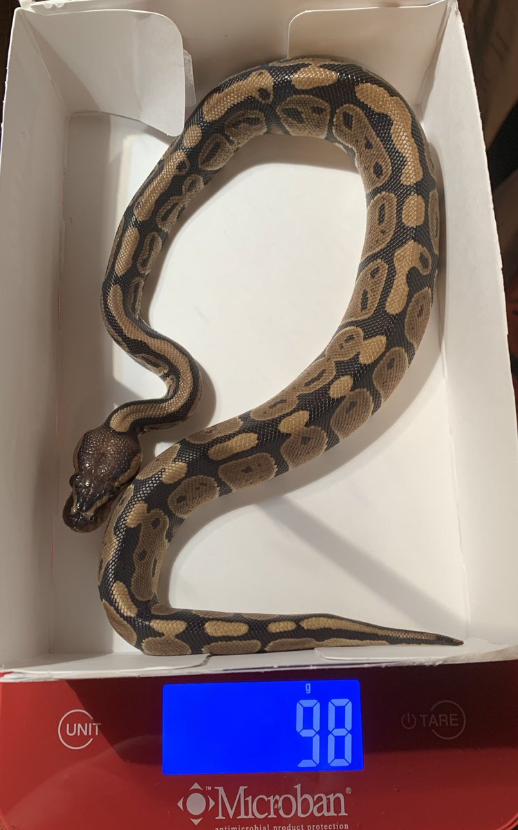 Parsel19's tweet image. Mom likes to tell people what I weigh, it’s so embarrassing 🙄 on a side note only 2 days until I get to eat 🤤 #ballpython #ballpythonoftwitter #ballpythons #pythons