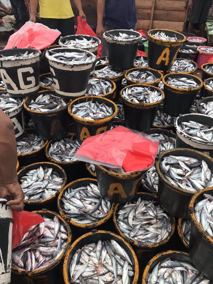 Ikan murah di #kotajayapura #TPIHamadi satu ember hanya Rp.30,000,- Yukk makan ikan <a href="/susipudjiastuti/">Susi Pudjiastuti</a> <a href="/infojayapura/">Info Jayapura</a>