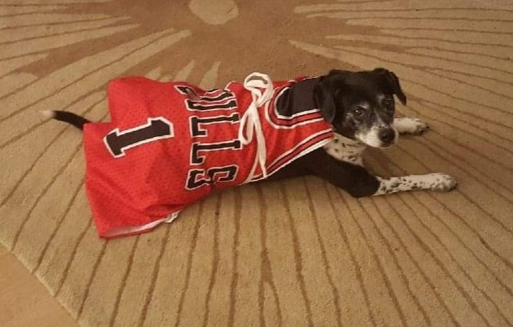 derrick rose dog jersey