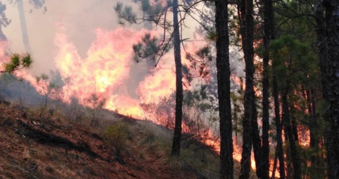 ⚠️Ayuda‼️🌲🔥🌲🔥🌲🔥⚠️ #LasVigas, #Veracruz.