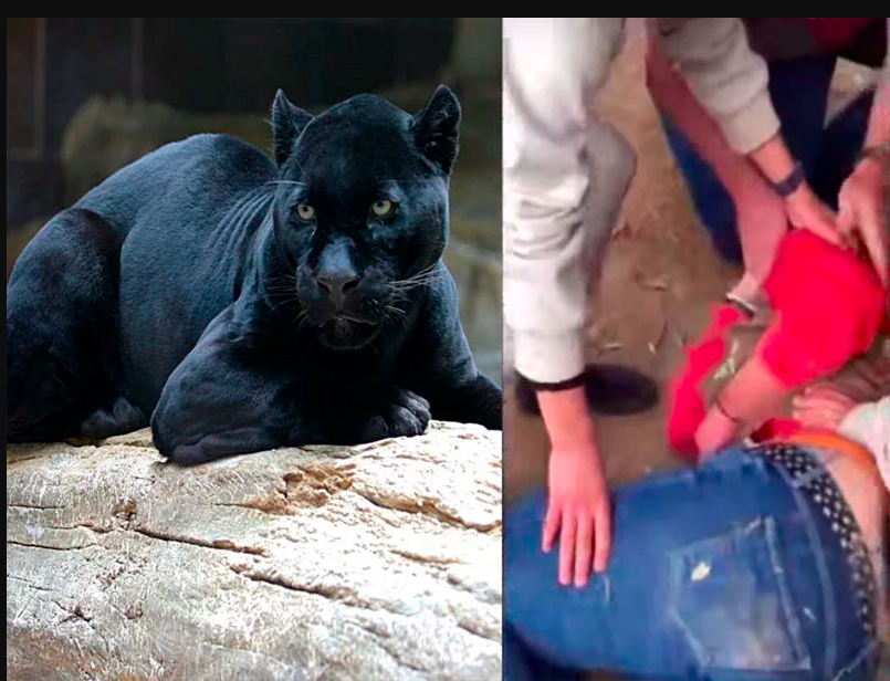 En el zoológico de Wildlife World, en Arizona, Estados Unidos, una mujer fue atacada por un jaguar cuando ella intentaba tomarse una selfie.

bit.ly/2NWNakM