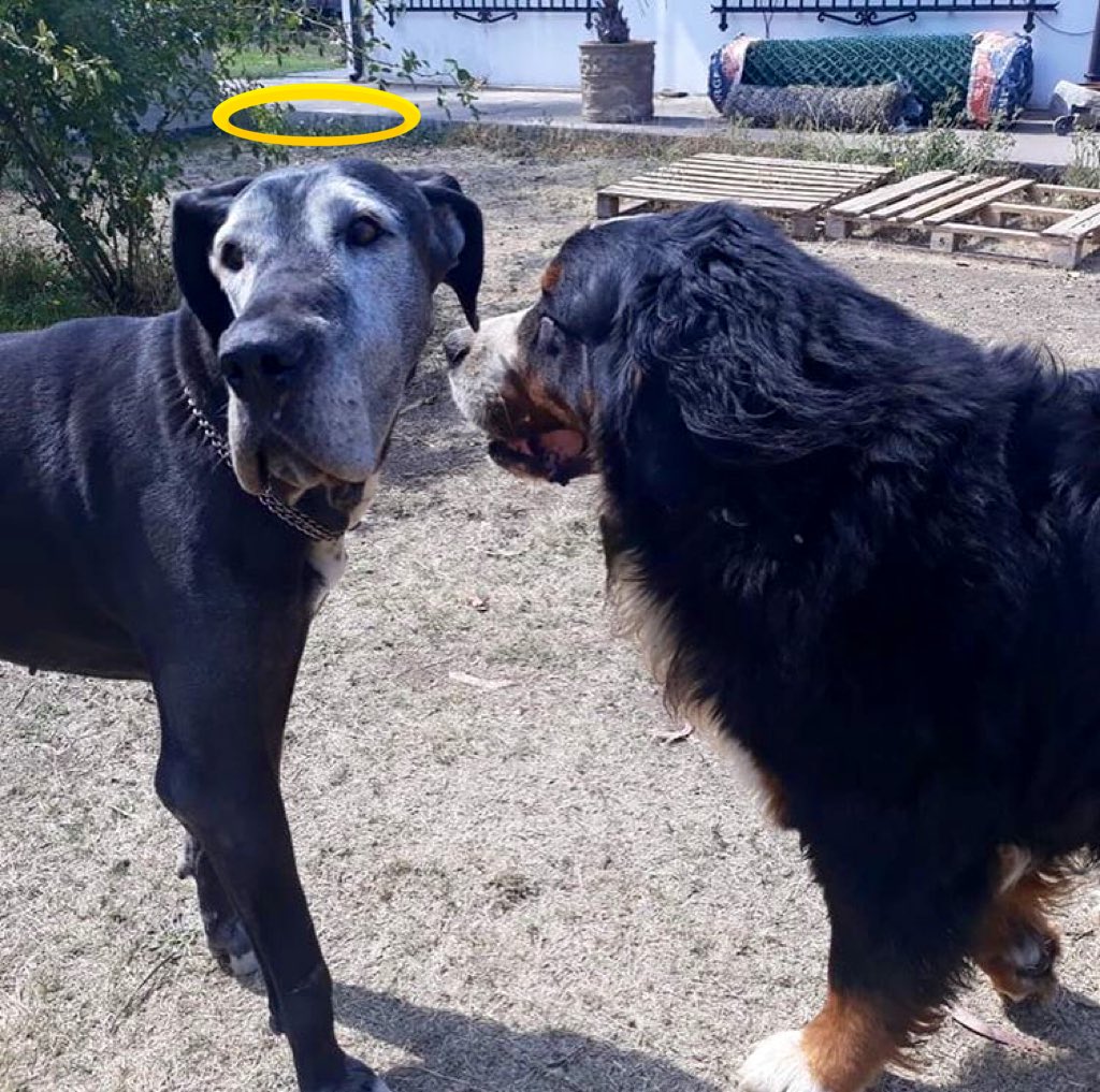 PollockBerner's tweet photo. See you soon my friend 😢✨ #Gucci https://t.co/hjWs8yIH8L