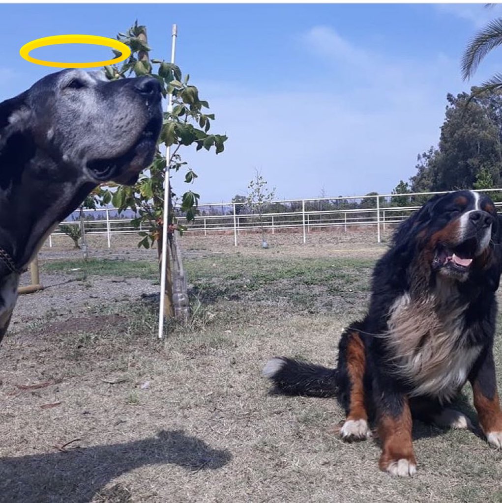 PollockBerner's tweet photo. See you soon my friend 😢✨ #Gucci https://t.co/hjWs8yIH8L